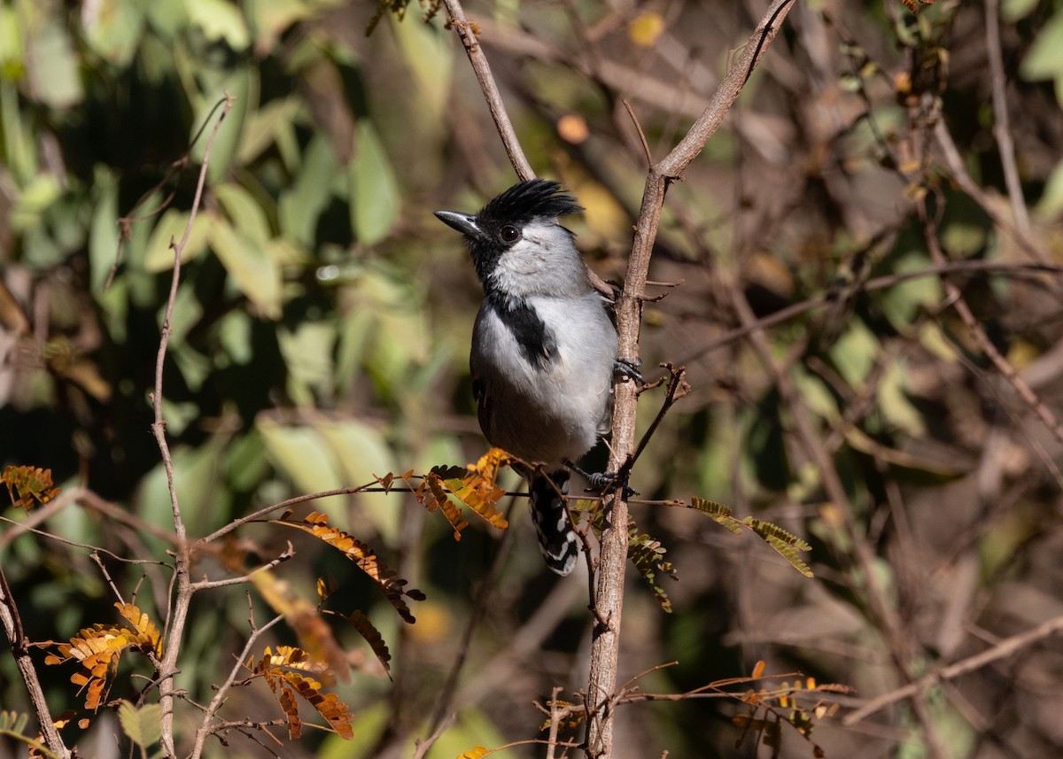 Silvery-cheeked Antshrike - Silvia Faustino Linhares