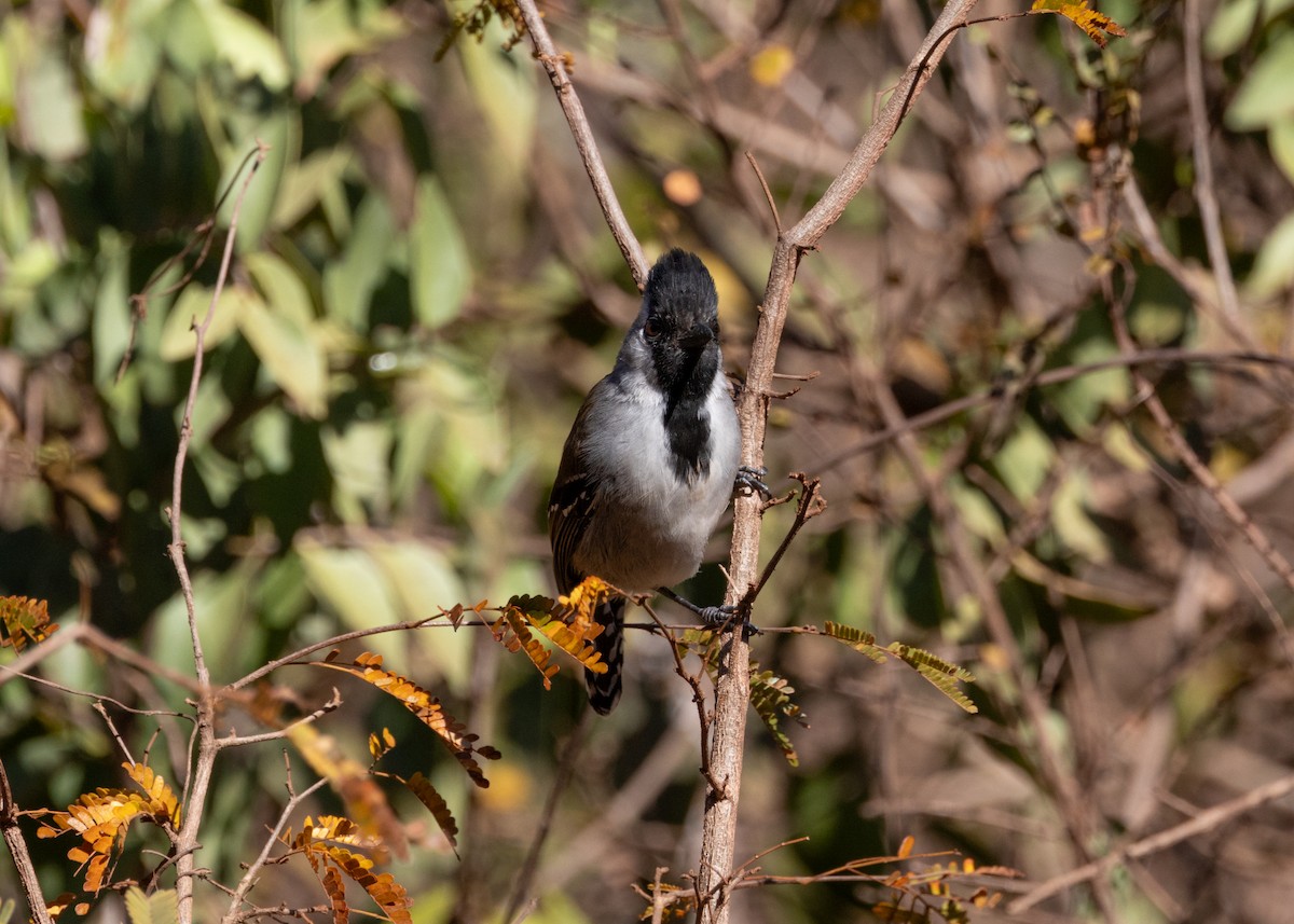 Silvery-cheeked Antshrike - ML622627611