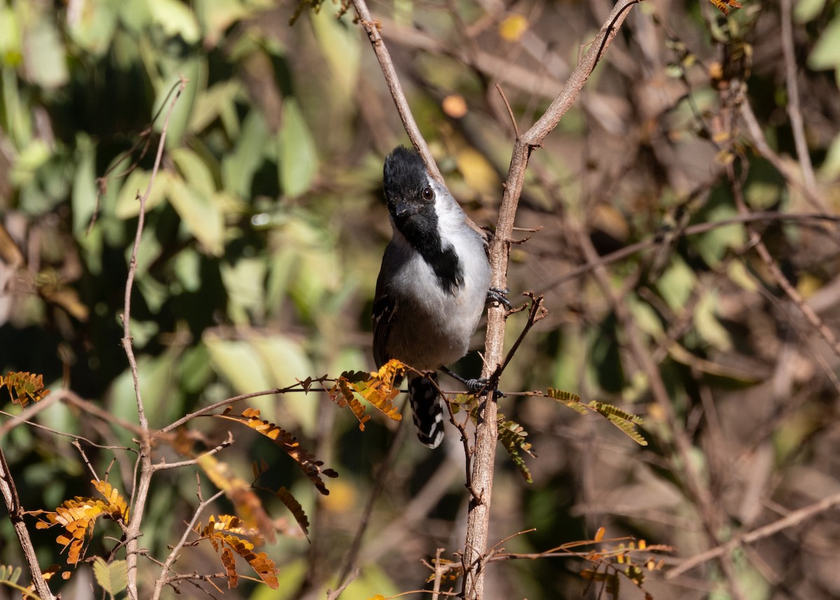 Silvery-cheeked Antshrike - ML622627612