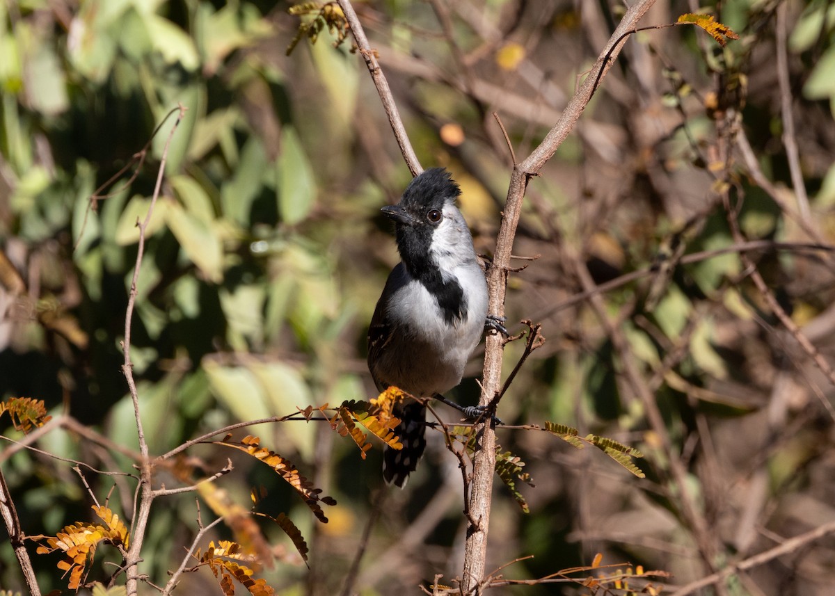 Silvery-cheeked Antshrike - ML622627613