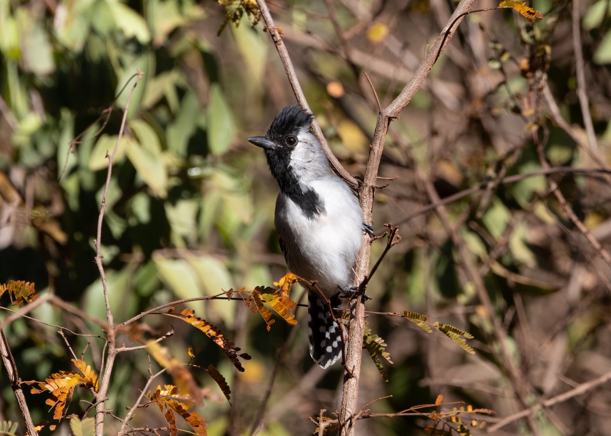 Silvery-cheeked Antshrike - ML622627614