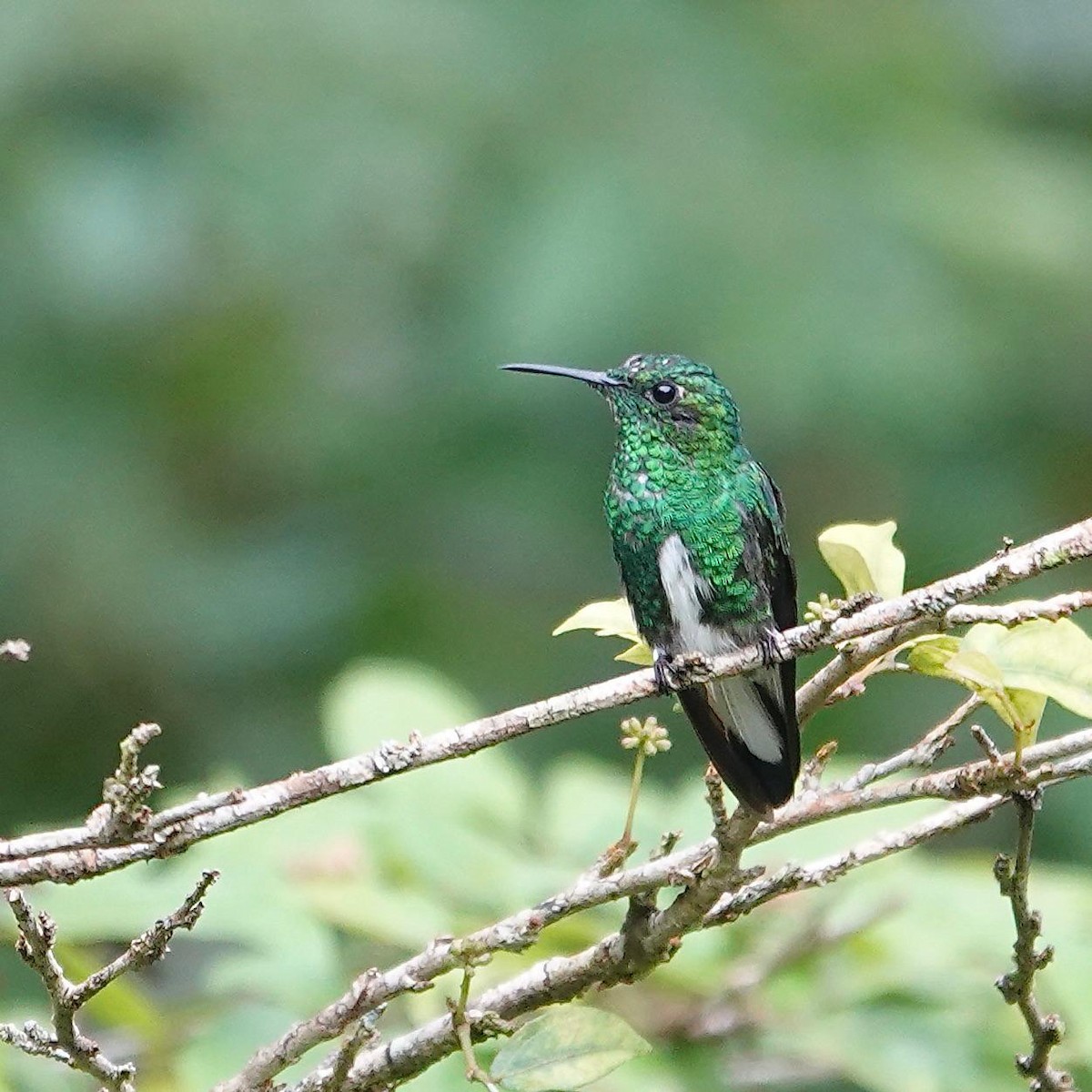 White-tailed Emerald - ML622627626