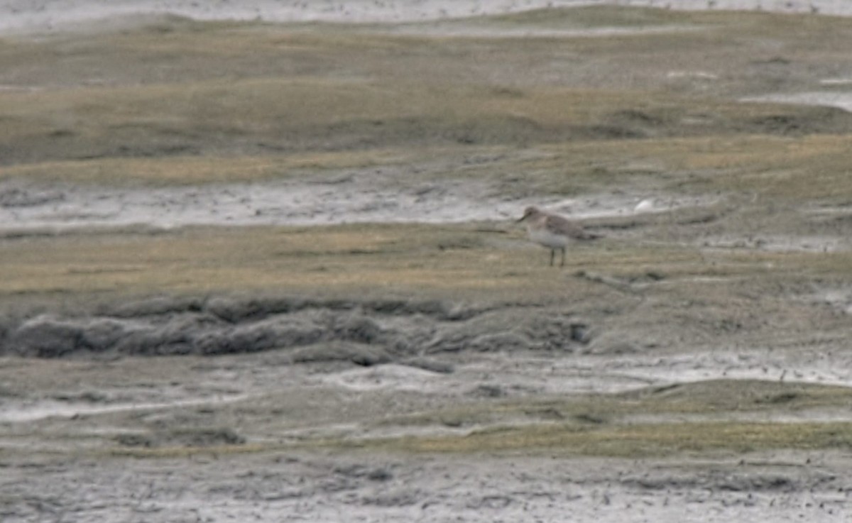 Baird's Sandpiper - Cal Gesmundo