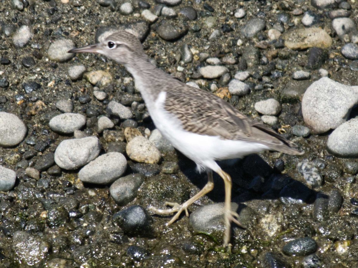 Spotted Sandpiper - ML622627660