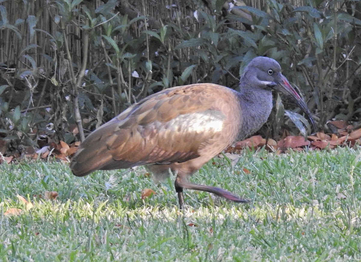 Hadada Ibis - Barb eastman