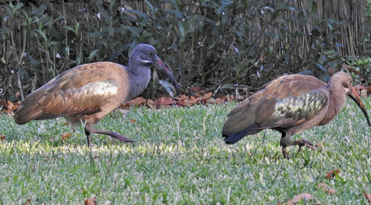 Hadada Ibis - Barb eastman