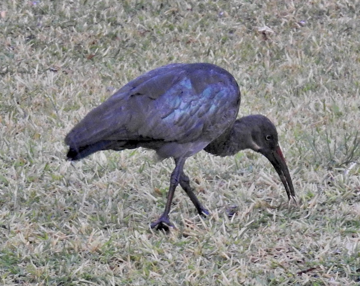 Hadada Ibis - ML622627669