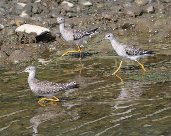 Greater Yellowlegs - ML622627670