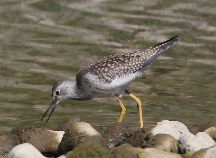 Greater Yellowlegs - ML622627680