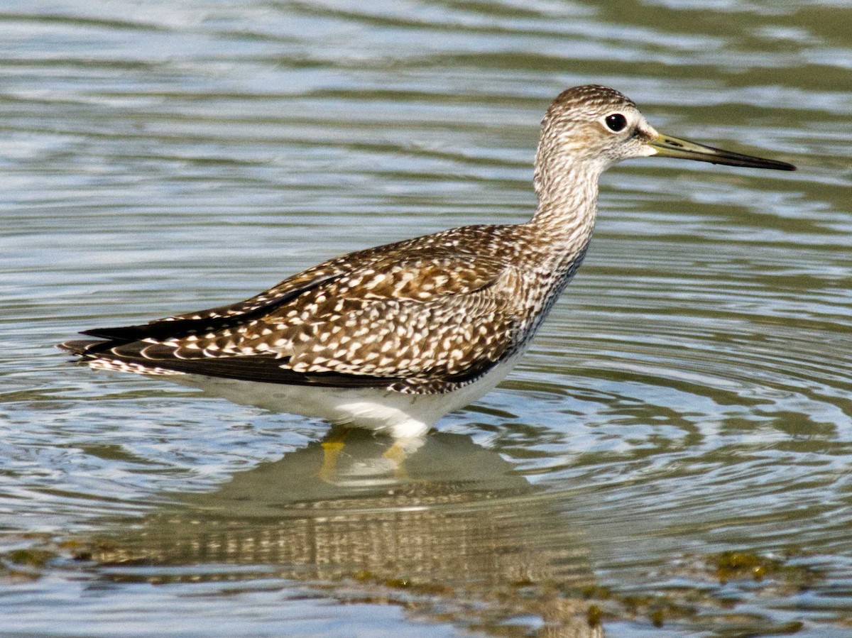 Greater Yellowlegs - ML622627686