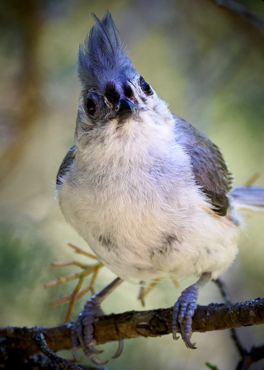 Tufted Titmouse - ML622627691