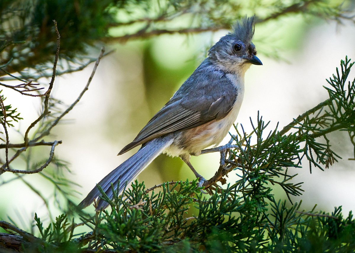 Tufted Titmouse - ML622627692