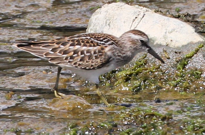 Least Sandpiper - Kelly Kline