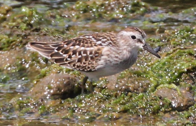 Least Sandpiper - ML622627707