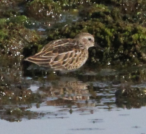 Least Sandpiper - ML622627711