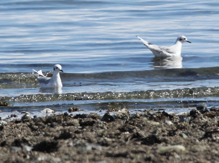 Bonaparte's Gull - ML622627717