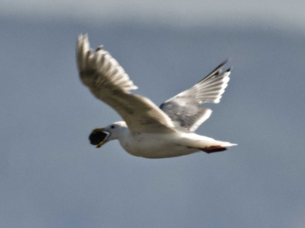 Glaucous-winged Gull - ML622627724