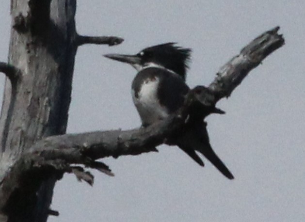 Belted Kingfisher - ML622627730