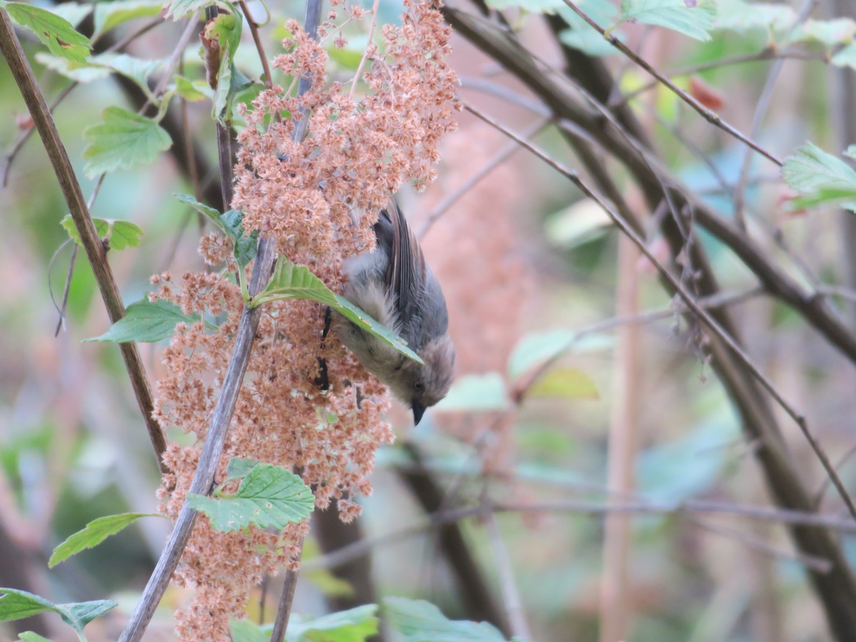 Bushtit - Char Corkran