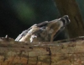 Red-breasted Nuthatch - ML622627749