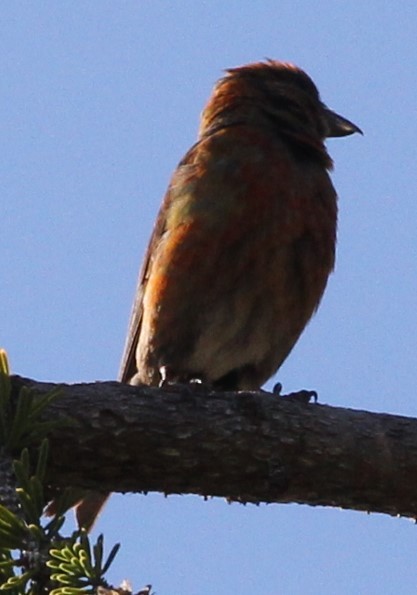 Red Crossbill - ML622627754