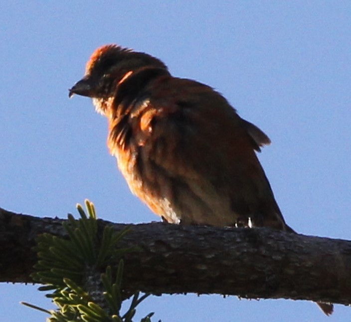 Red Crossbill - ML622627756