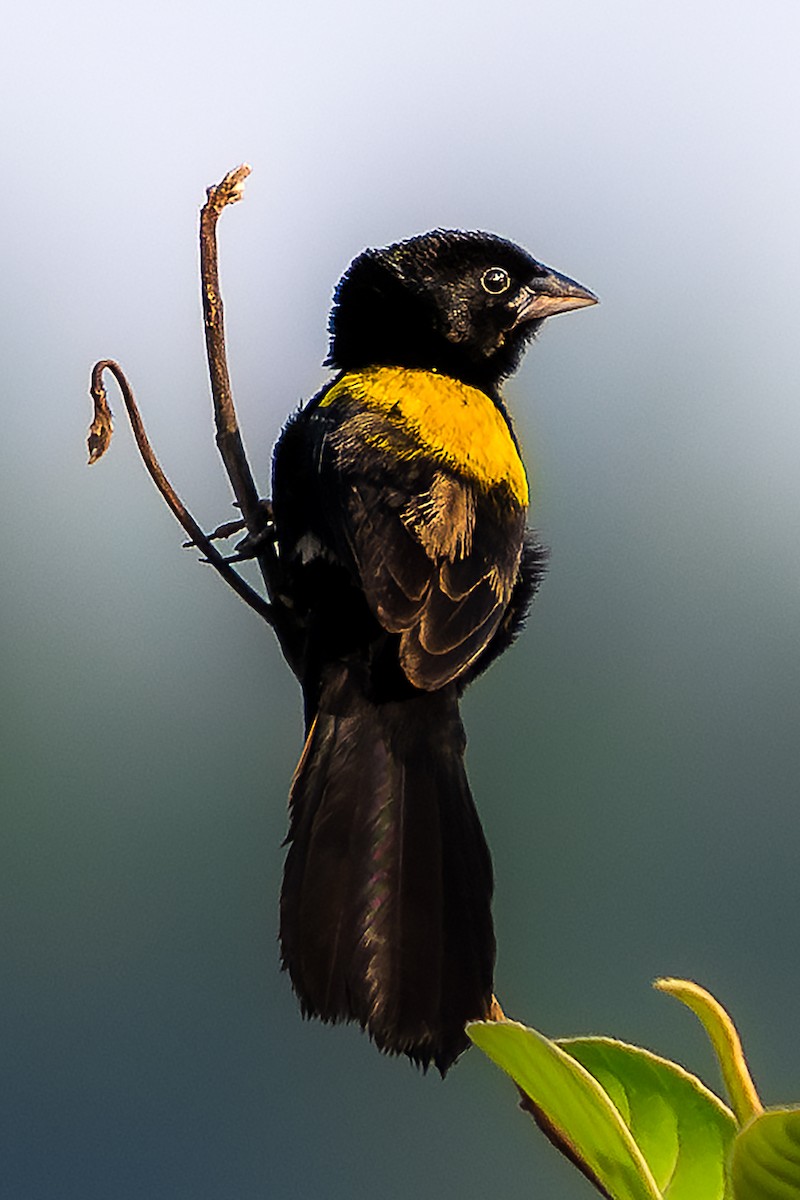 Yellow-mantled Widowbird - Jack Volker