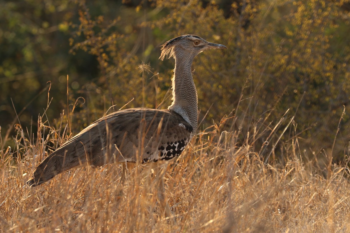 Kori Bustard - ML622627816