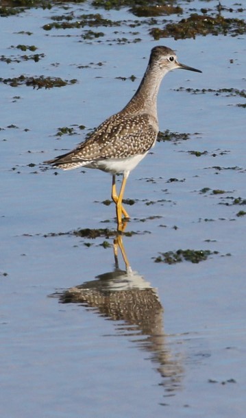 Lesser Yellowlegs - ML622627821