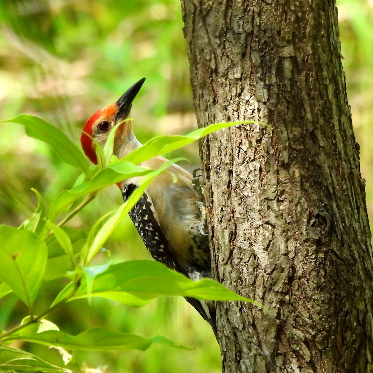 Red-bellied Woodpecker - ML622627822