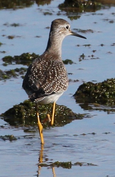 Lesser Yellowlegs - ML622627824