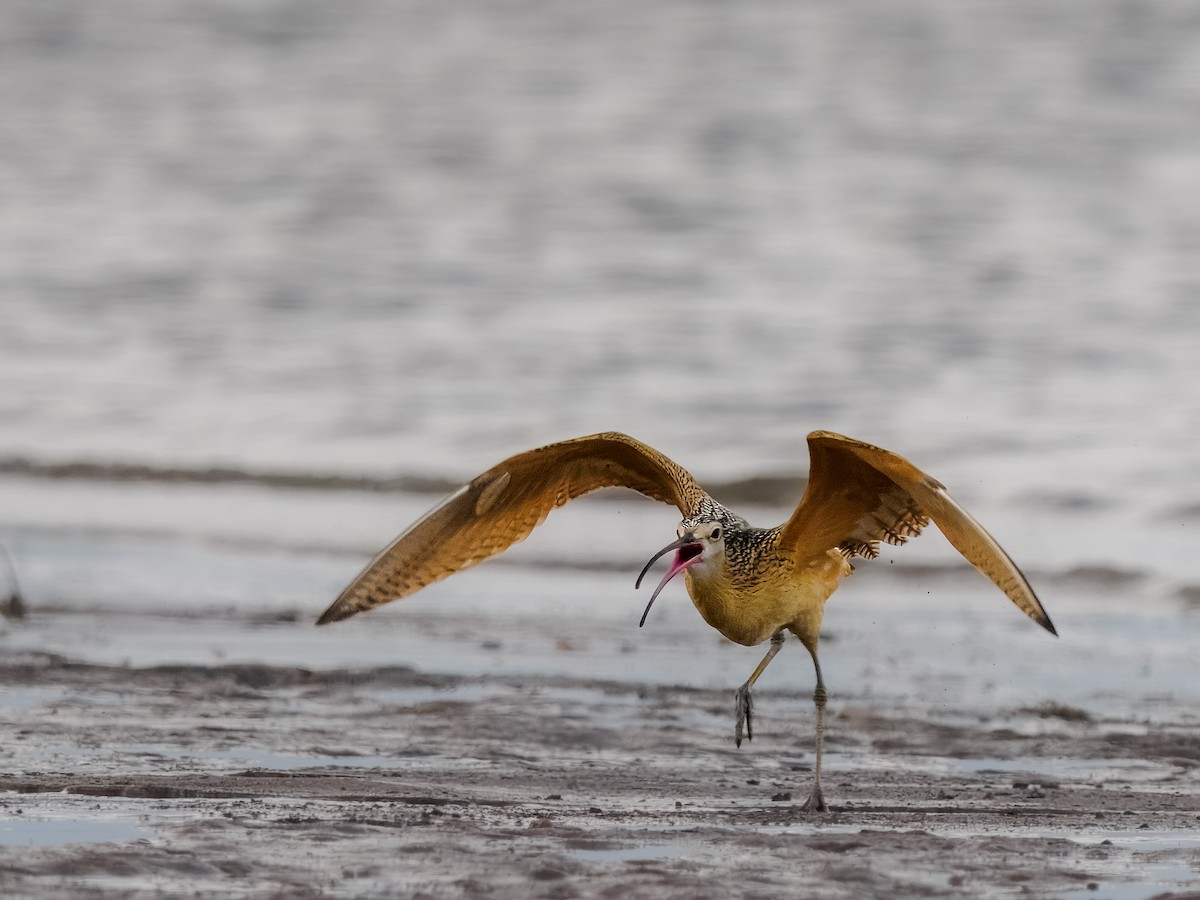 Long-billed Curlew - ML622627826