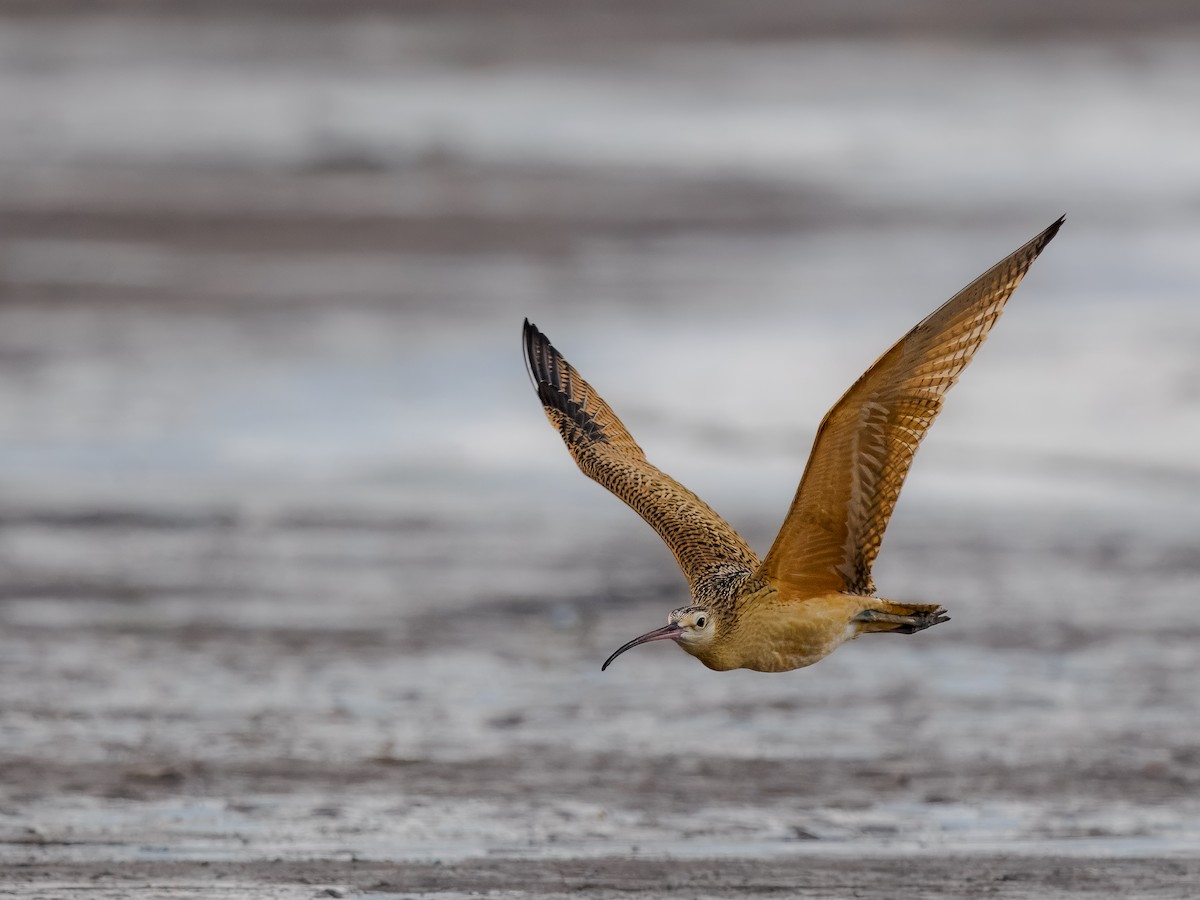 Long-billed Curlew - ML622627827