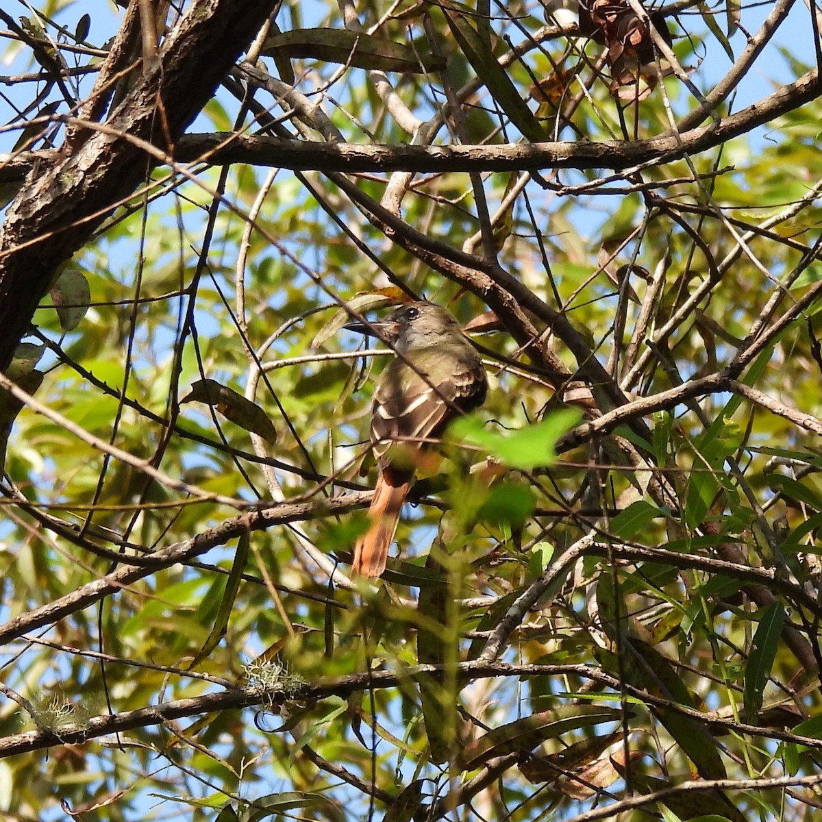 Great Crested Flycatcher - ML622627855