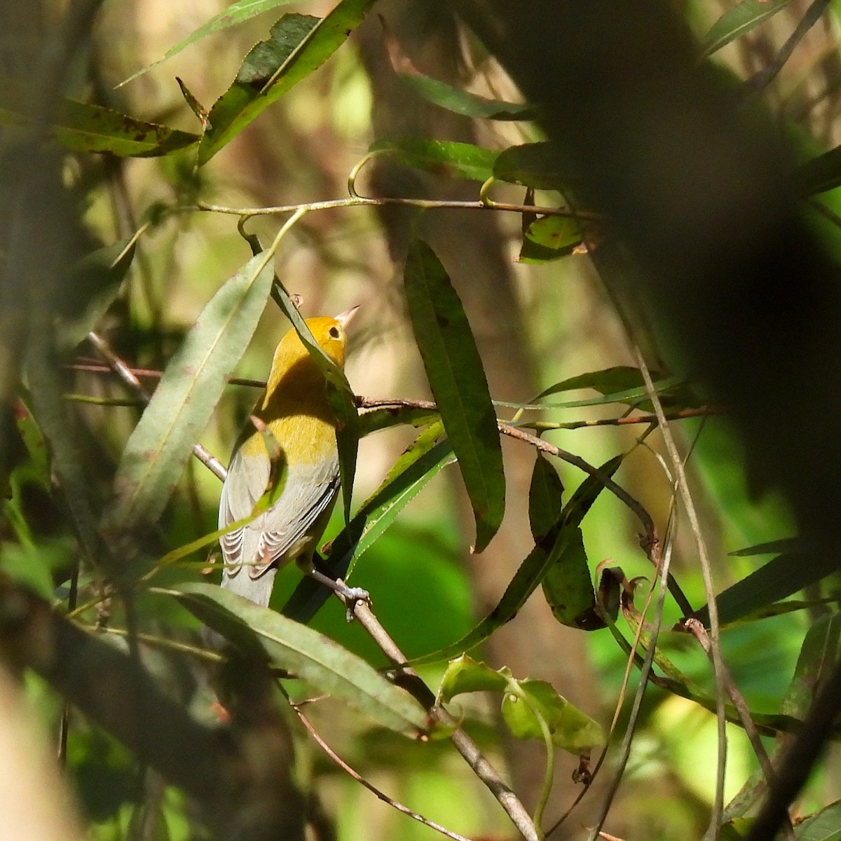 Prothonotary Warbler - ML622627872