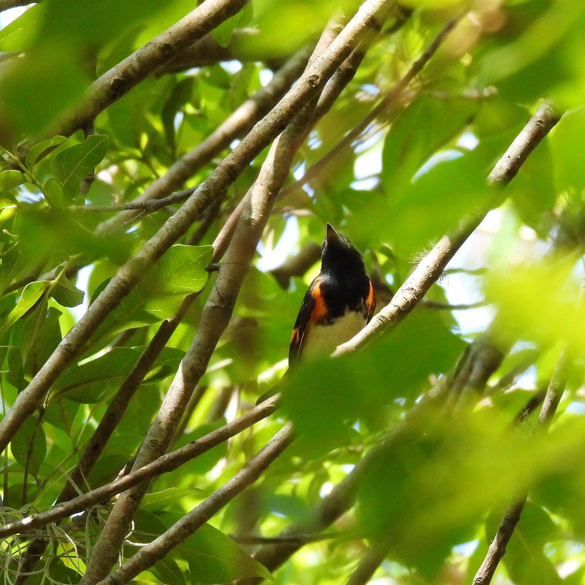 American Redstart - ML622627883