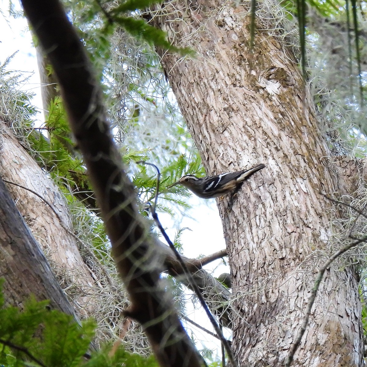 Black-and-white Warbler - ML622627924