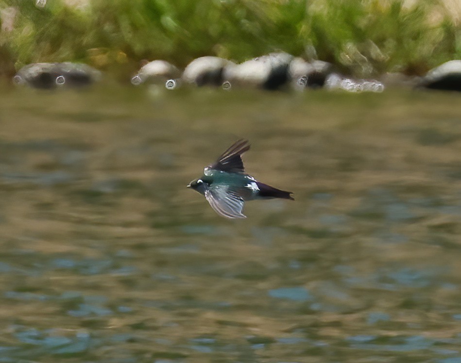 Violet-green Swallow - ML622627929