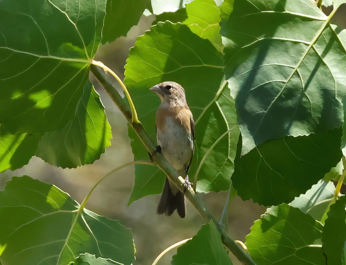 Lazuli Bunting - ML622627938