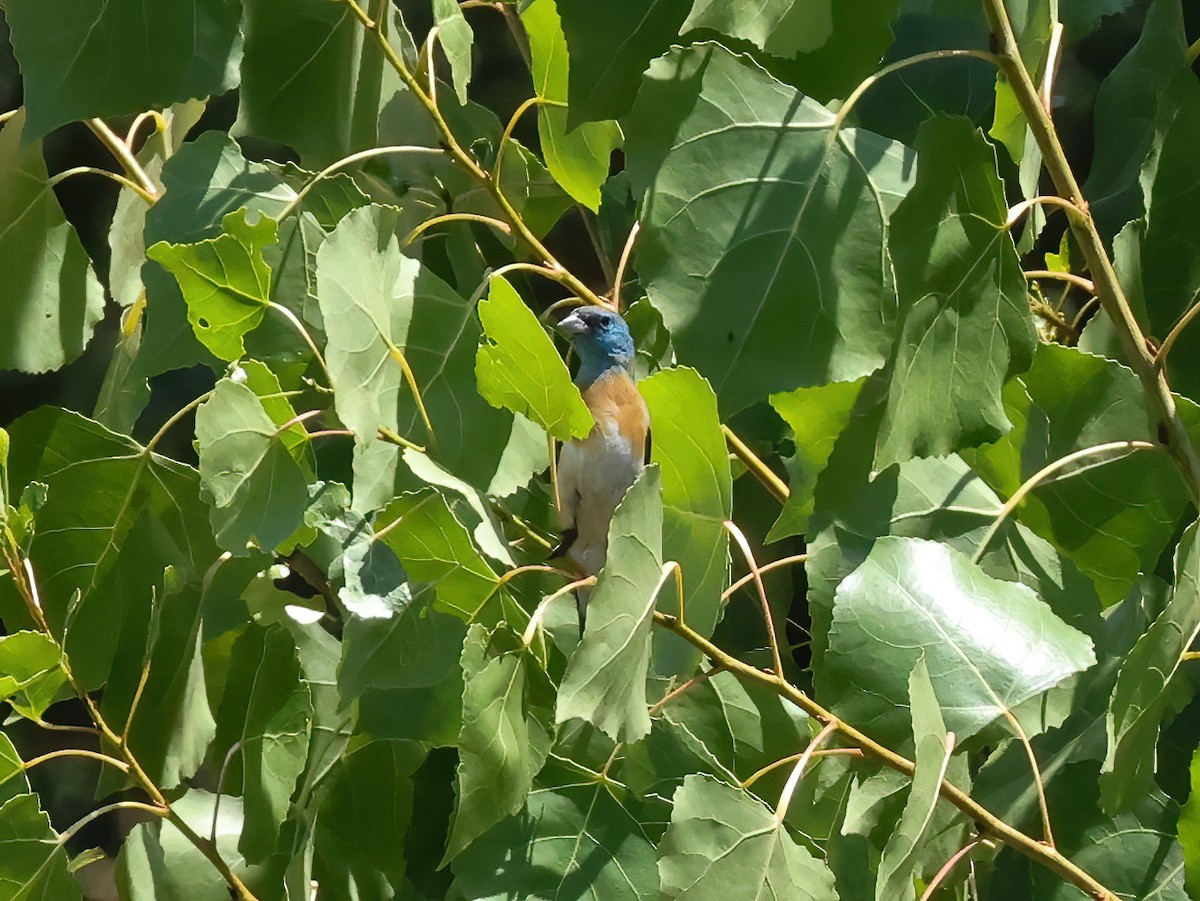 Lazuli Bunting - ML622627939