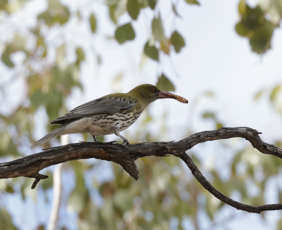 Olive-backed Oriole - Cheryl McIntyre