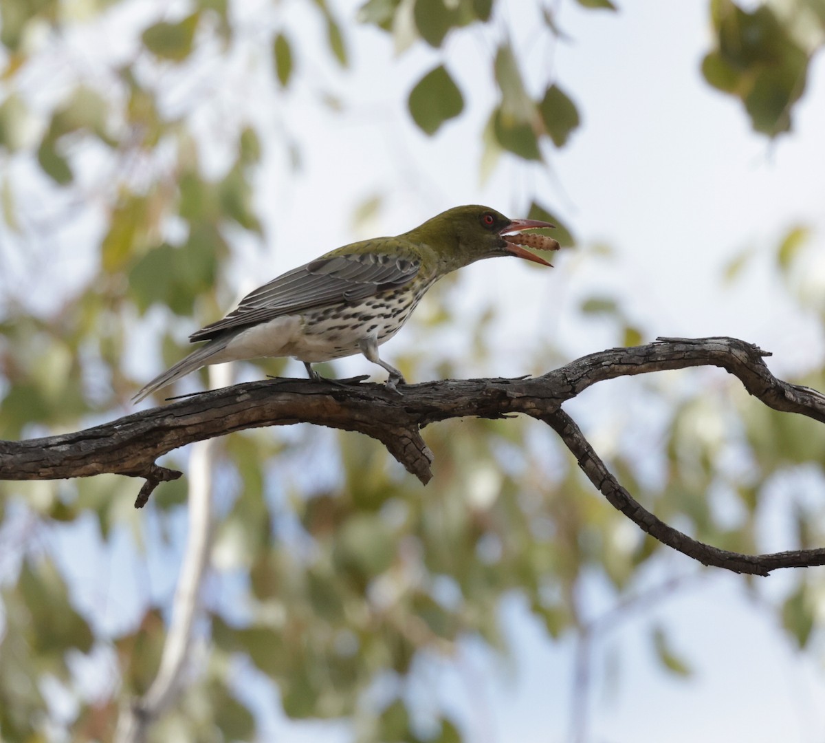 Olive-backed Oriole - Cheryl McIntyre