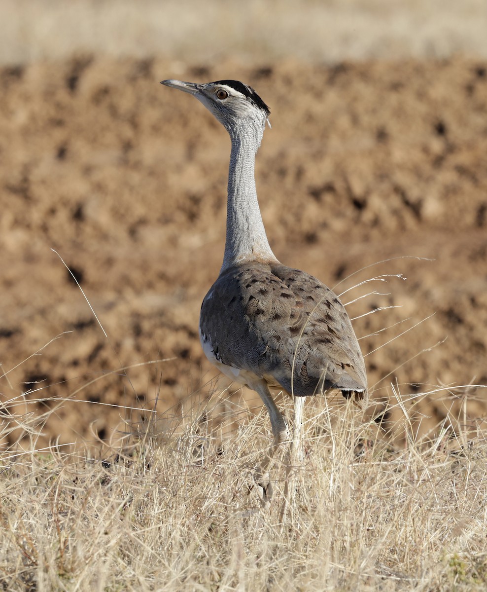 Australian Bustard - Cheryl McIntyre