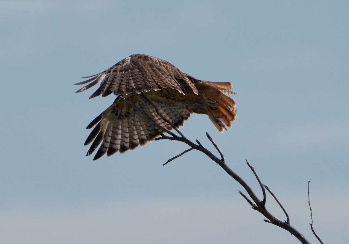 Red-tailed Hawk (calurus/alascensis) - Justin Labadie