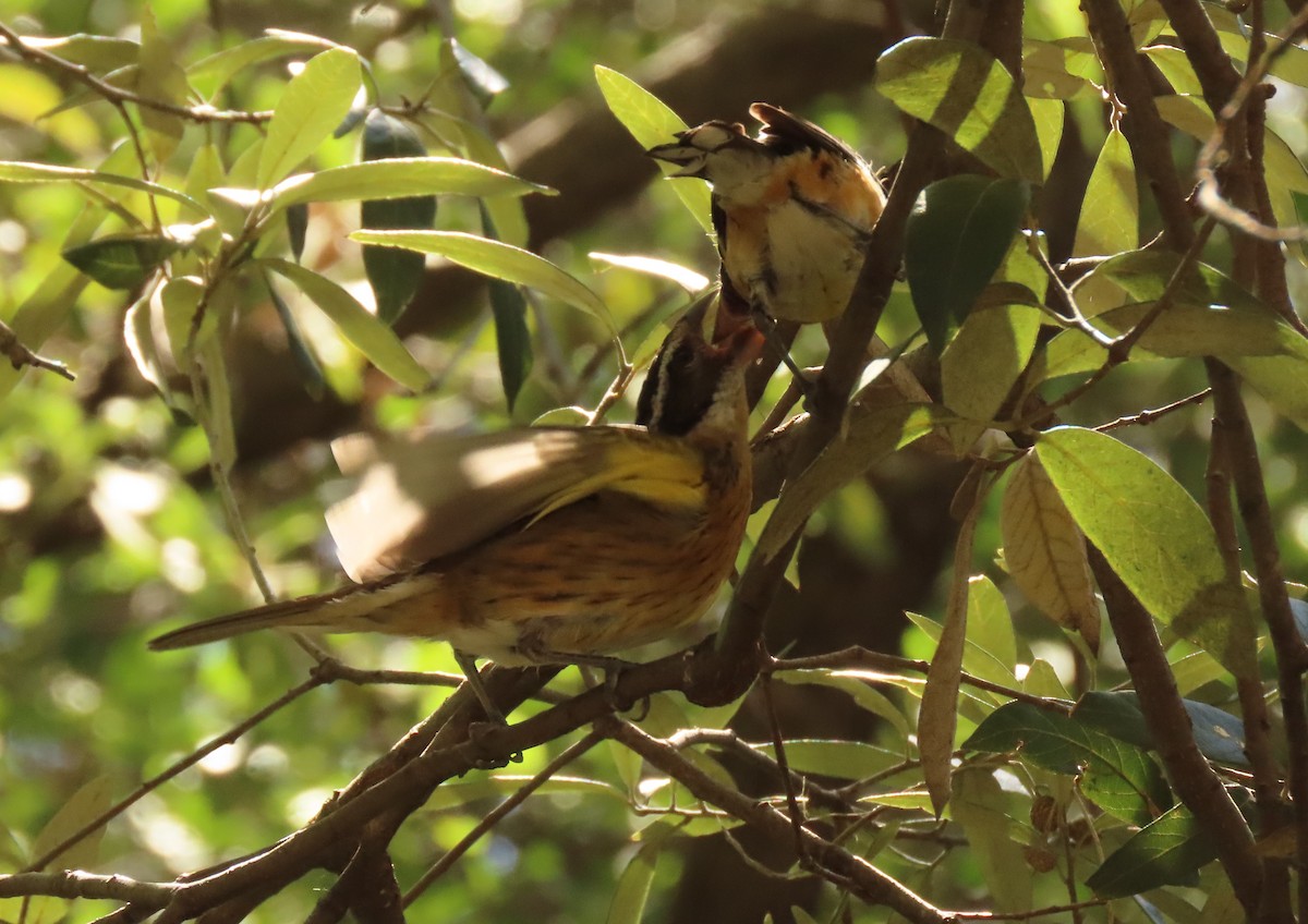 Black-headed Grosbeak - Mark Stevenson