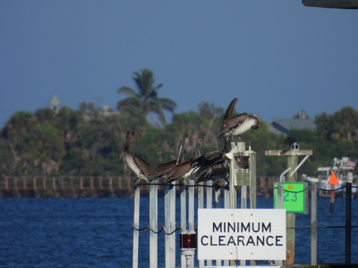 Brown Pelican - ML622628091