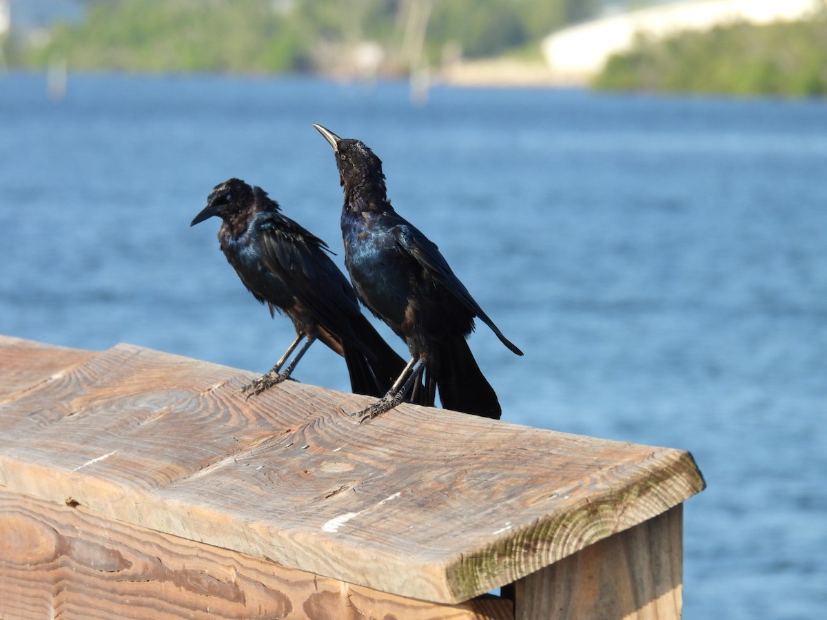 Boat-tailed Grackle - ML622628102