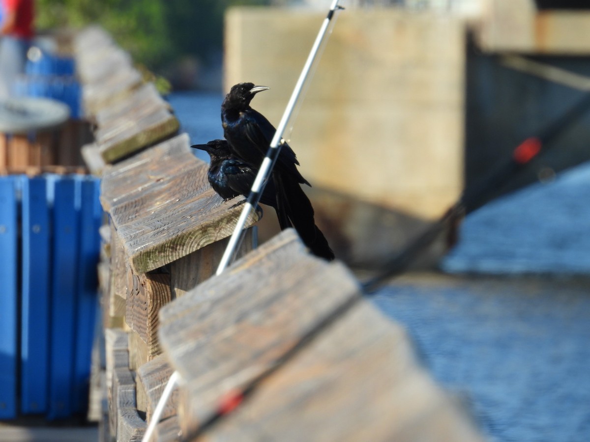 Boat-tailed Grackle - ML622628103