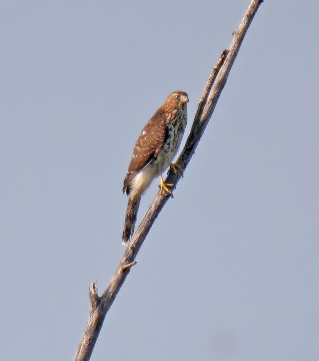 Cooper's Hawk - ML622628108