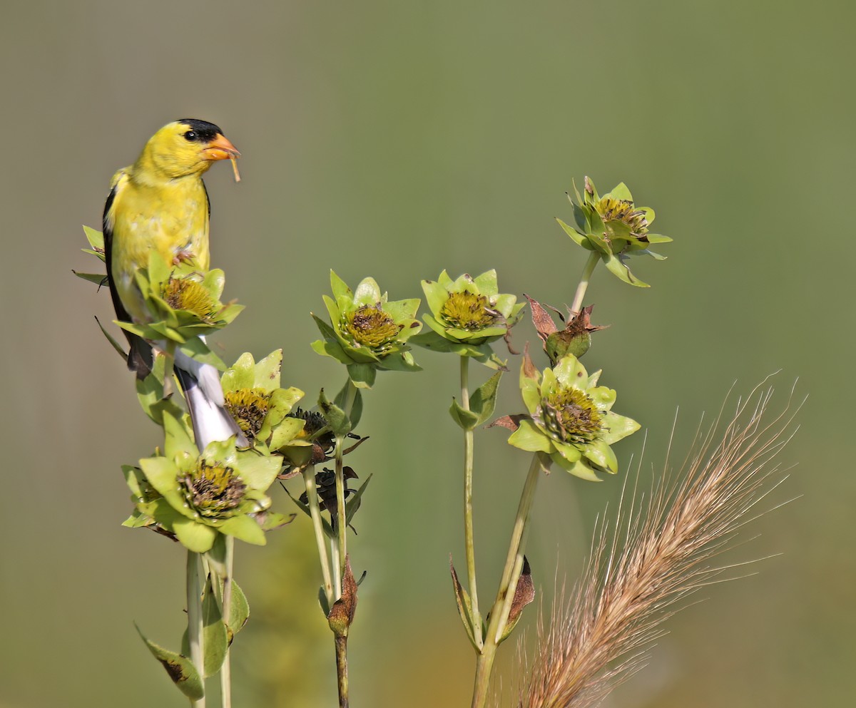 American Goldfinch - ML622628116